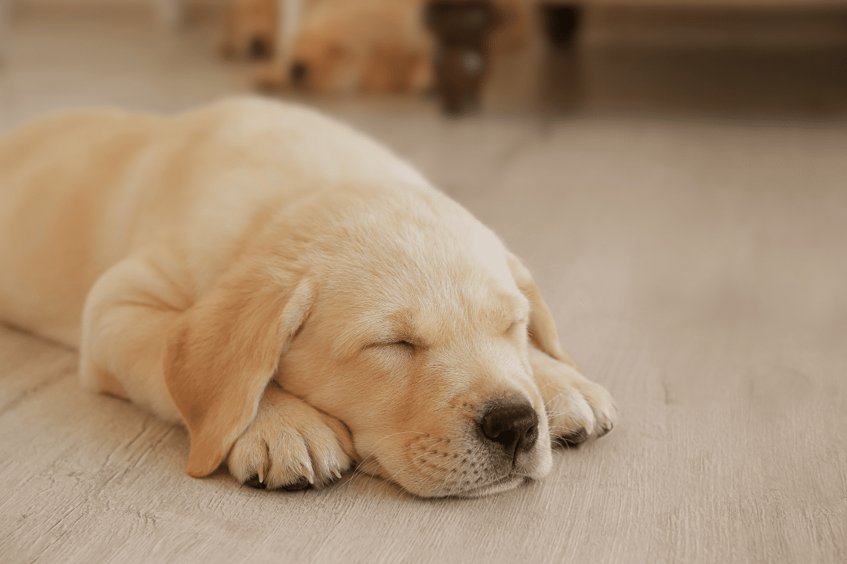 puppy laminate floor